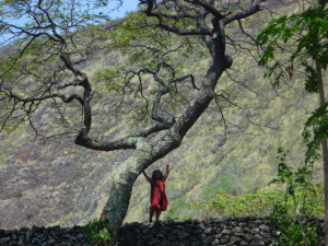 kealakekua