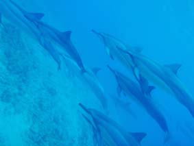 dolphins